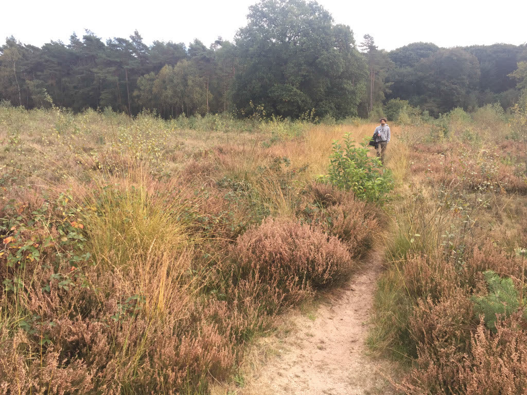 Een zandpad door de bloeiende heide, met in de verte een wandelaar