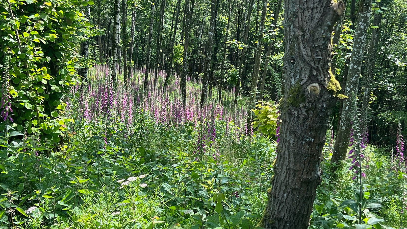 Paars bloeiend vingerhoedskruid tussen de bomen